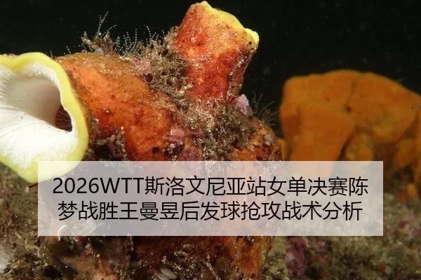 si-luo-wen-ni-ya-zhan-nv-dan-jue-sai-chen-meng-zhan-sheng-wang-man-yu-hou-fa-qiu-qiang-gong-zhan-shu-fen-xi-2-683.jpg